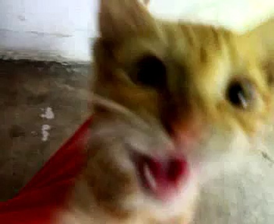 Naughty kittens
