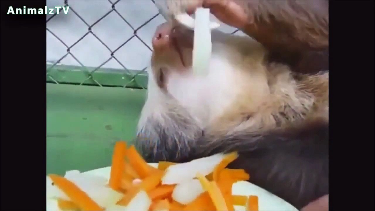 Funny Animals, Cute animals, pretty animals