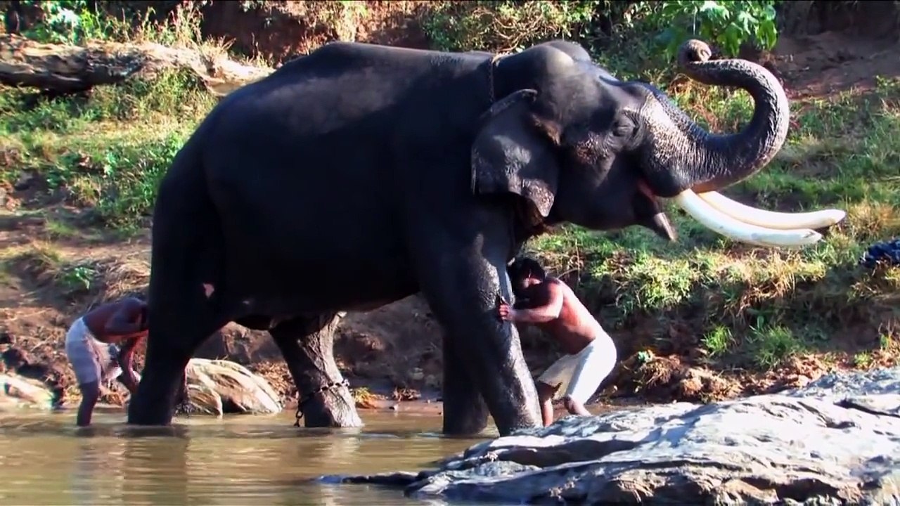 Elephants Never Forget - Animal Action Full documentary - National geo graphic 2014