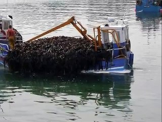 Les goémoniers à Roscoff - Bretagne