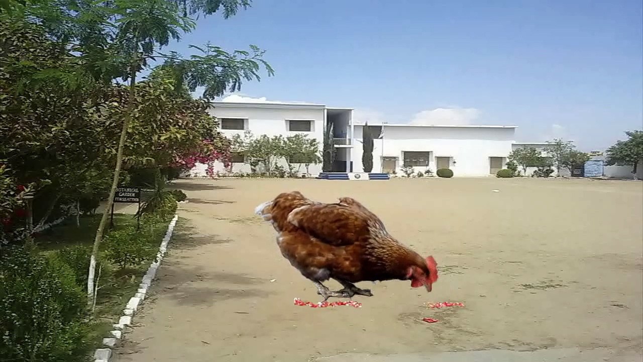 Fauji Foundation Higher Secondary School Attock Funny Video 5