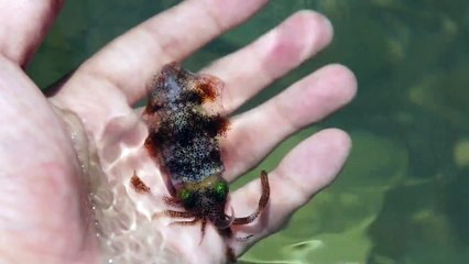 Squid changing his color in 2 sec. 烏賊變色大法。