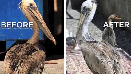 Releasing Pelican V01, featured in Dawn's "The Big Picture" series