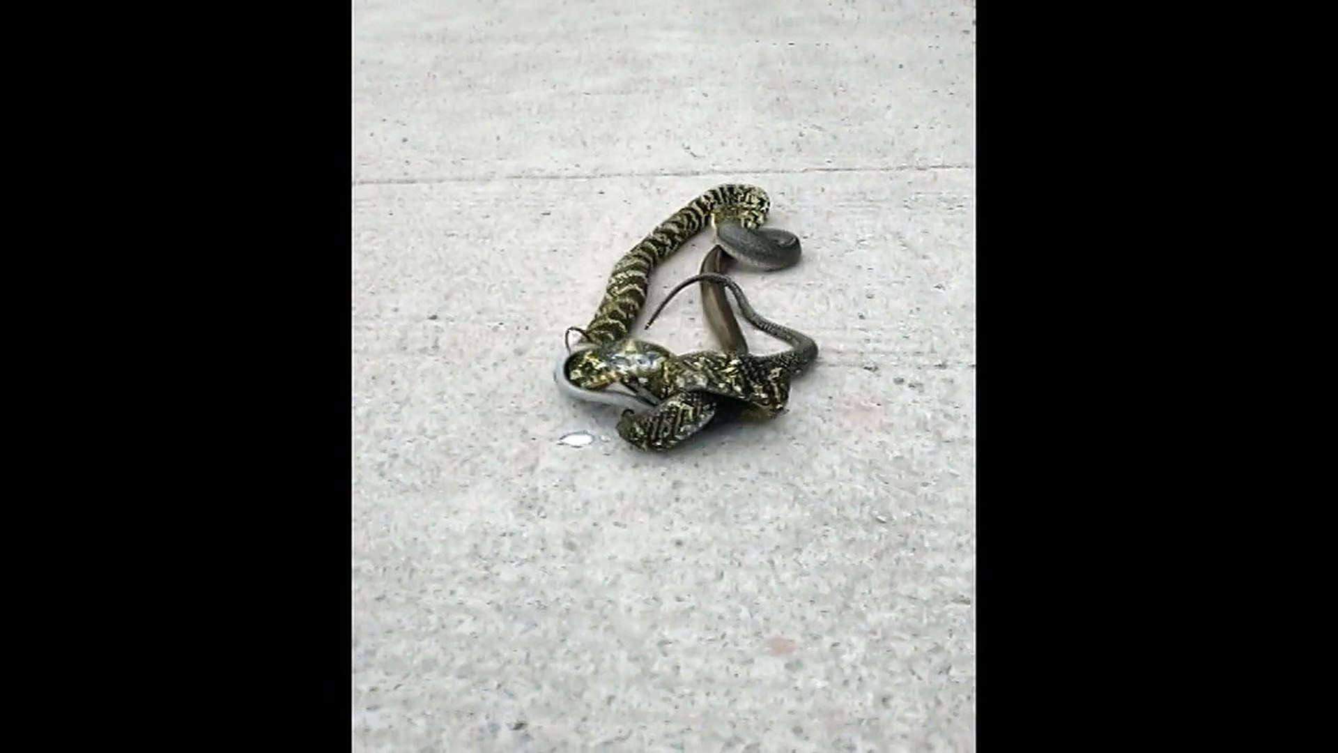 ⁣Snake swallows another snake in epic battle
