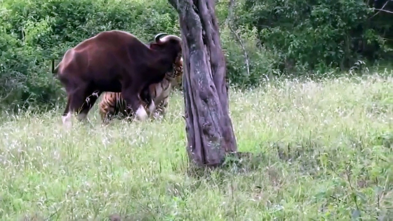 Tigre caçando um gauro (bisão indiano)