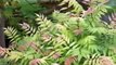 Best Shrubs - Sorbaria 'Sem' great for gardens, and containers too!