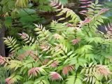 Best Shrubs - Sorbaria 'Sem' great for gardens, and containers too!
