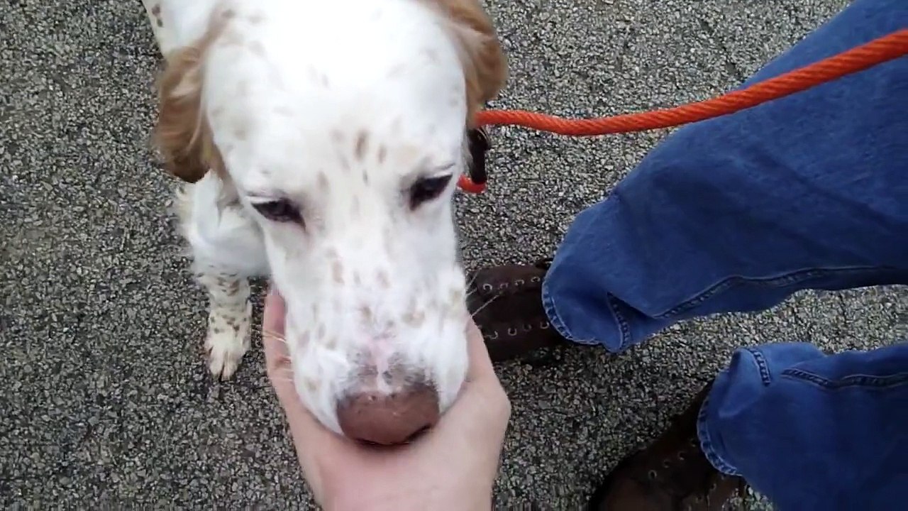 Edwin--Another Setter with Rocky Mountain Spotted Fever