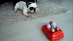 Funny Django Franse Bulldog meets Peppa Pig part 2 French Bulldog