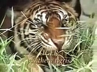 【頂上】ライオンＶＳトラ【決戦】