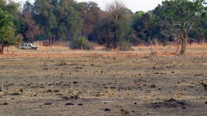 Sarah and the bad elephants