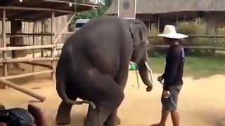 Dancing elephant!!!!