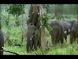 elephants reproducing
