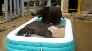 Baby Elephants Play In Kiddie Pool   Funny Videos at Videobash