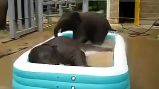Baby elephants playing in water  funny video