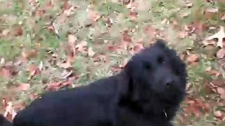 Rescue dog - Adopted!  Spaniel/Mix MacKenzie