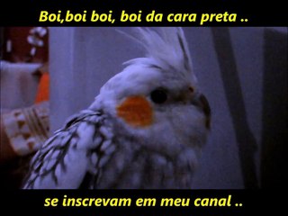 Assobio/Calopsitas/Treinamento - Boi da cara preta