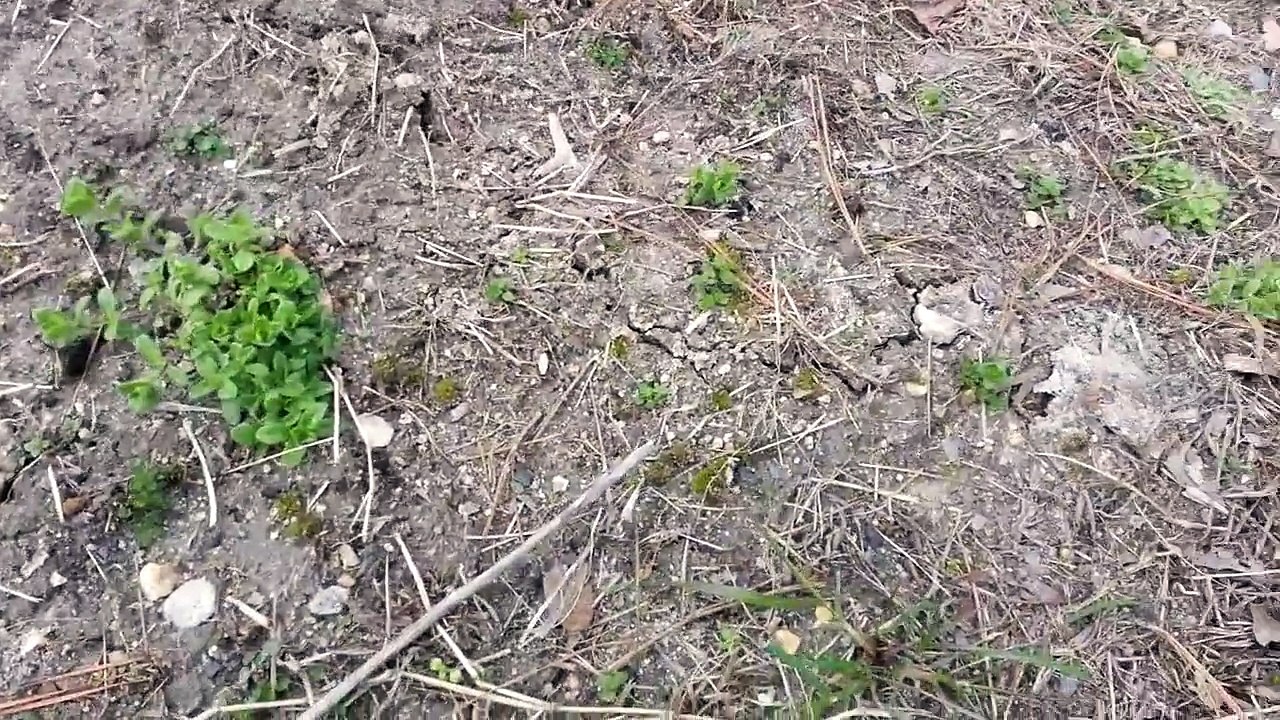 'Success' with Victor Out O' Sight Mole Trap