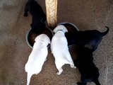 Labrador Retriever Puppies AKC SR385582