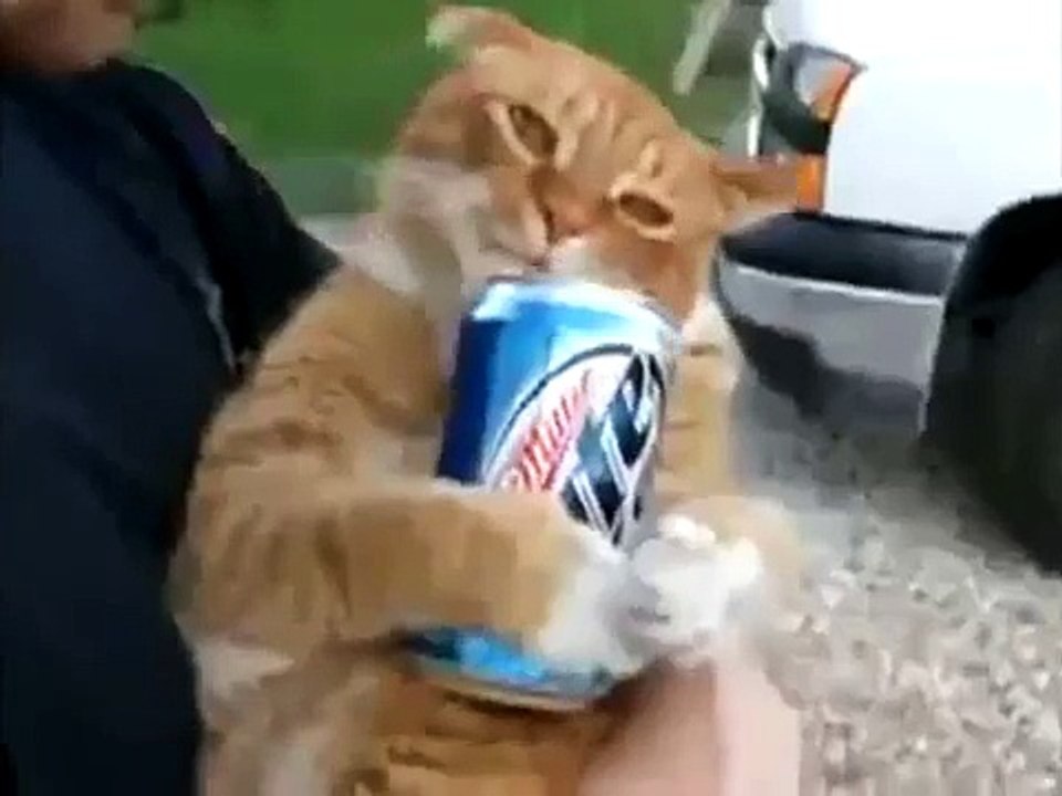 Пьяный кот