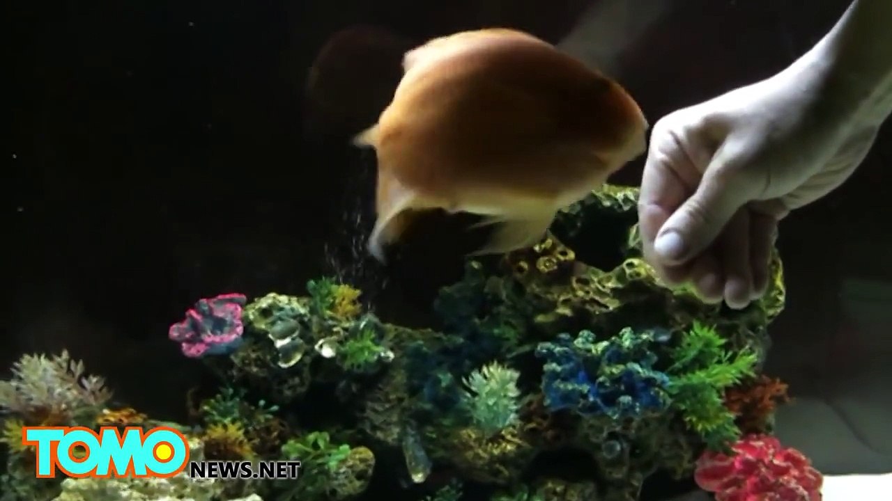 How to massage your fish, as shown by this man massaging his pet blood parrot cichlid