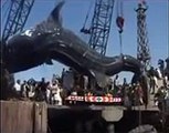 クレーンで引き揚げられた巨大鮫