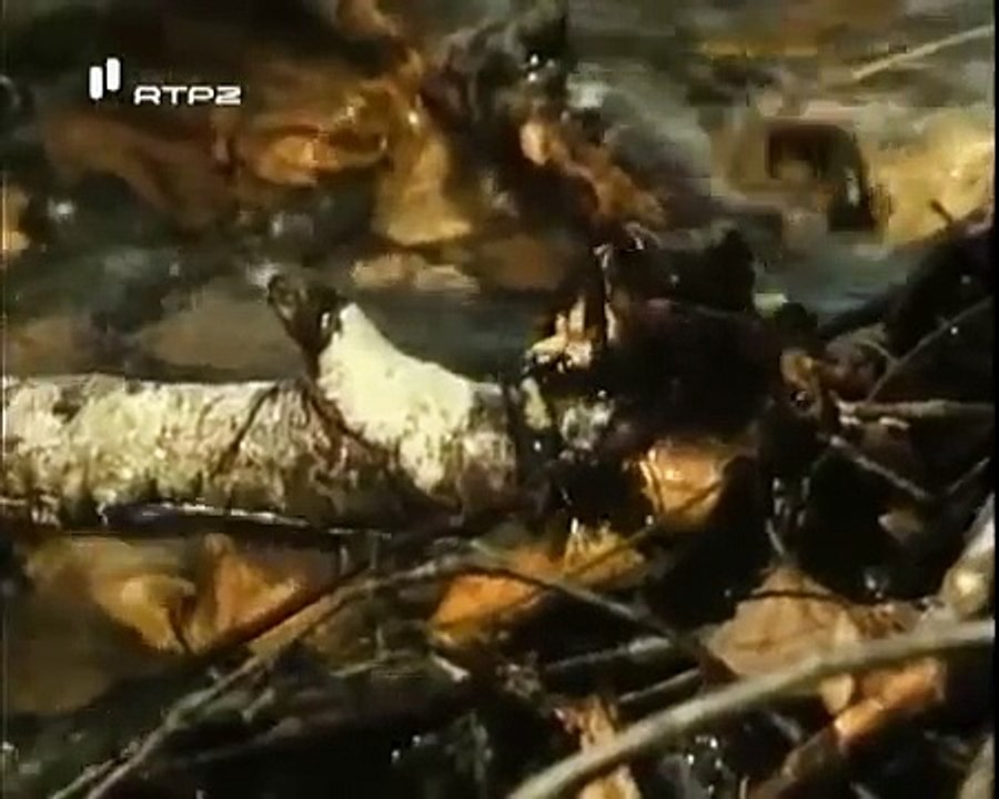 Historia da vida na Terra  -  Anfíbios