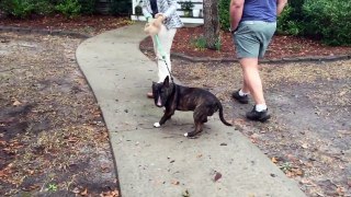stop leash pulling | aggressive dog training | Savannah dog training