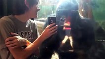 He showed a gorilla photos of other gorillas on his phone. Watch the gorilla's reaction!