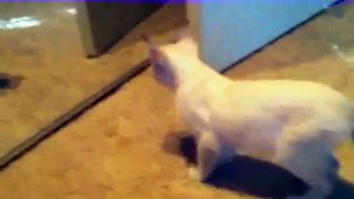 Funny Videos 2015 - Funny Cats Video - Funny Cat Videos Ever - Funny Animals Funny Fails 2015