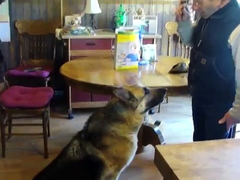 Dog Crying