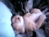 Cute Cat Mom Hugs Baby Kitten