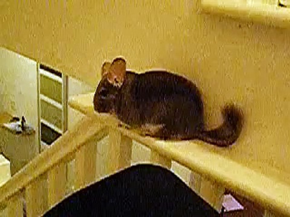 Parma the Violet Chinchilla being cute!