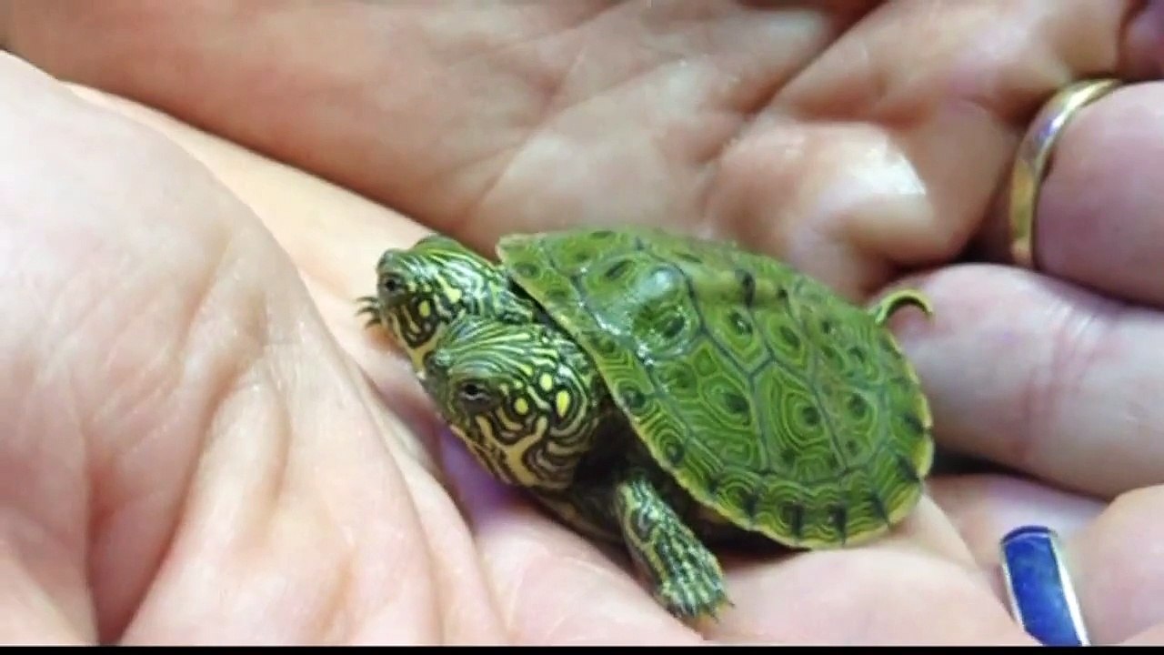 two-headed baby turtle: San Antonio Zoo's two-headed turtle get its own Facebook page