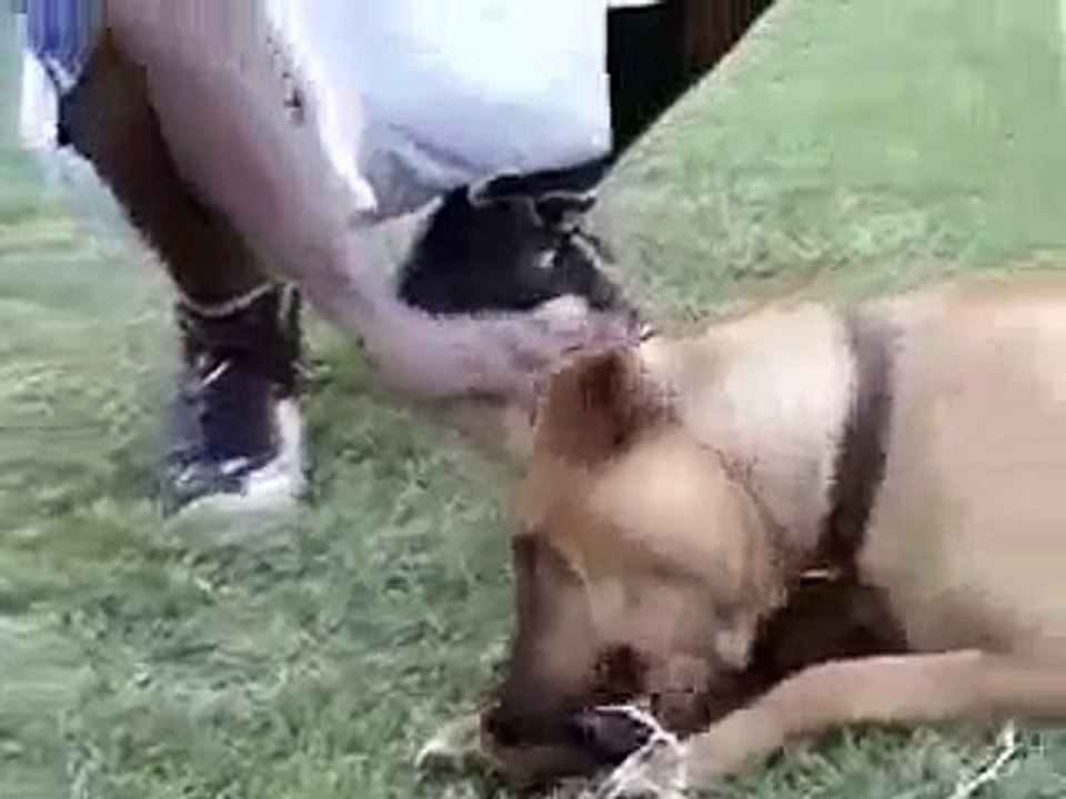 The Adventures of the Wild Pitbull... lol
