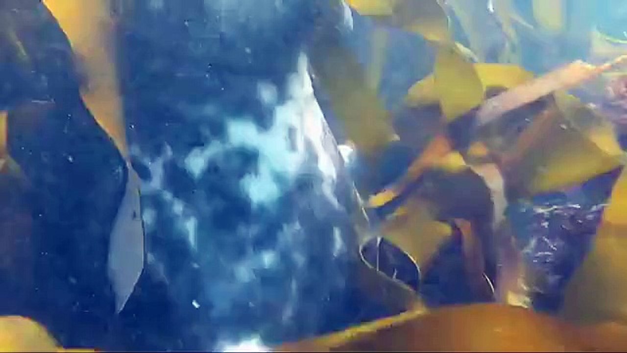 When friendly seals attack!!