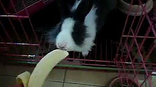 小兔兔嘟嘟__吃香蕉