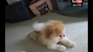 Boo Crawling - The World's Cutest Dog #5