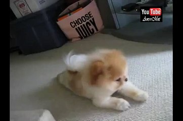 Boo Crawling - The World's Cutest Dog #5