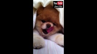 Boo says Good Morning - The World's Cutest Dog #3