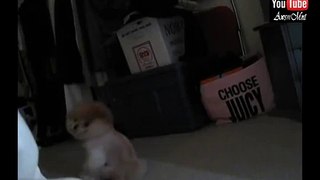 Boo Is Spinning - The World's Cutest Dog #2