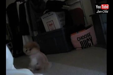 Boo Is Spinning - The World's Cutest Dog #2