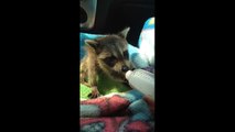 Baby raccoon drinks milk out of bottle