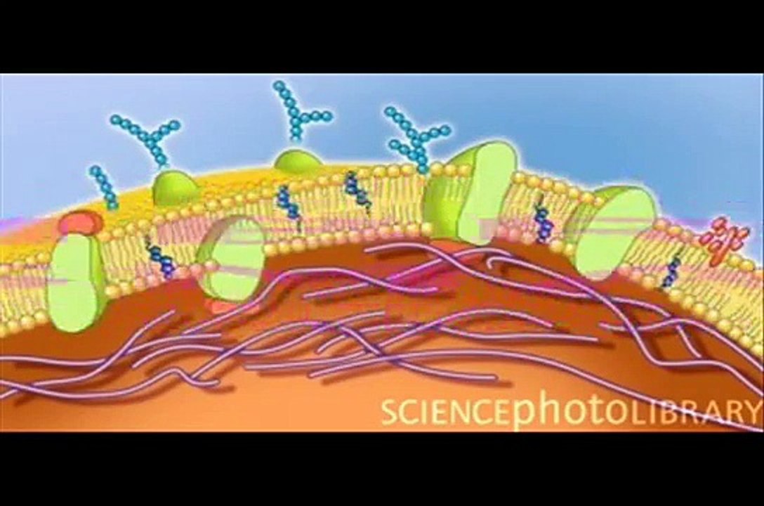 Célula Animal Y Sus Partes