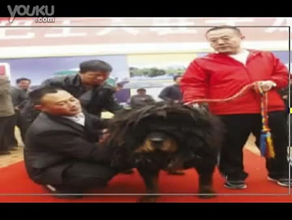 30 cars for sent Tibetan Mastiff to Zhending city .pay 500000USD