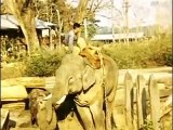 El elefante de los duques de Wallingdorf cargando madera en Thailandia - 1957