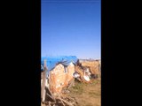 Seferli güvercin 2015, 50 METRE Gökdişi, seferli kuş, tumbler pigeon, taklacı güvercin, oyun kuşu, damüstü sefer, bird, Turkish pigeon, from Ankara/TURKEY