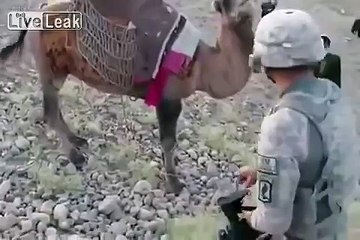 Taliban Camel Gives US Soldier A Good Kick