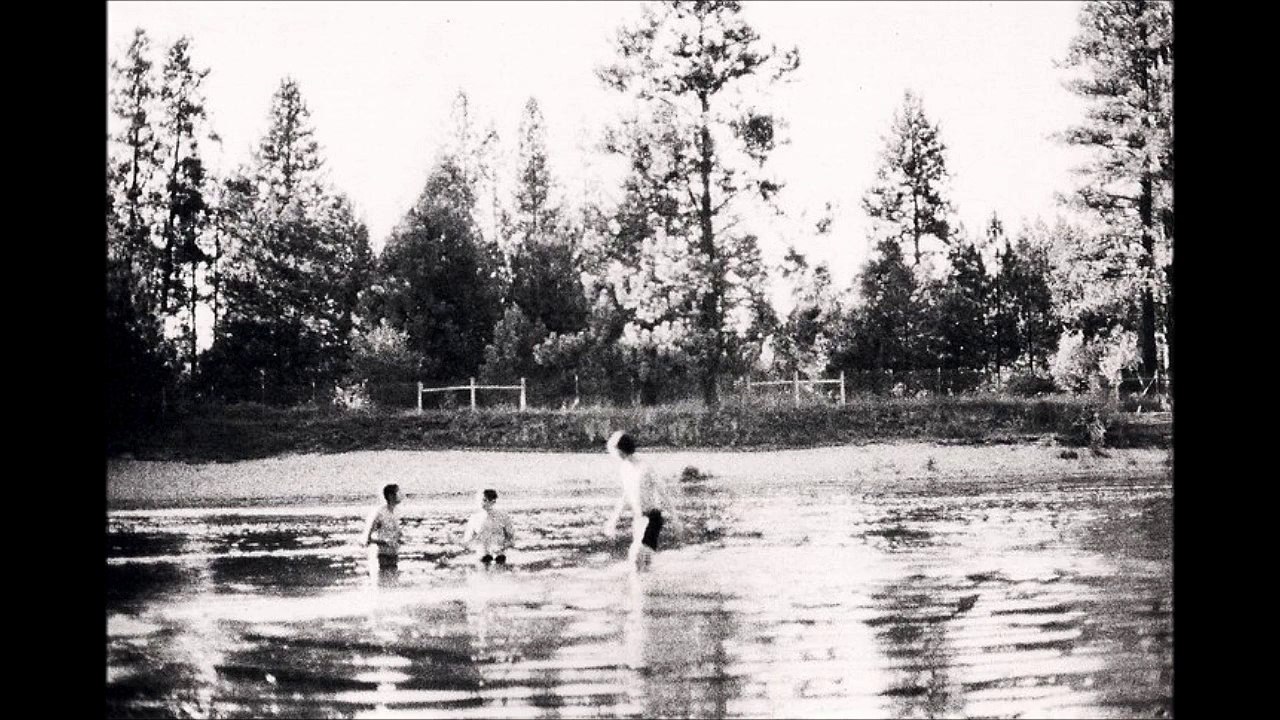 Greater Bird of Paradise - Clover Honey Song