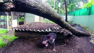 Tassie Devil